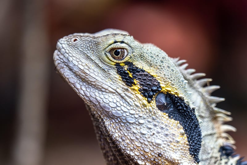 Dragon Ring Bearer